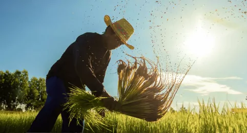 Portfolio Report of Ayala a corporation that seeks to help stakeholders that involves Filipino farmers